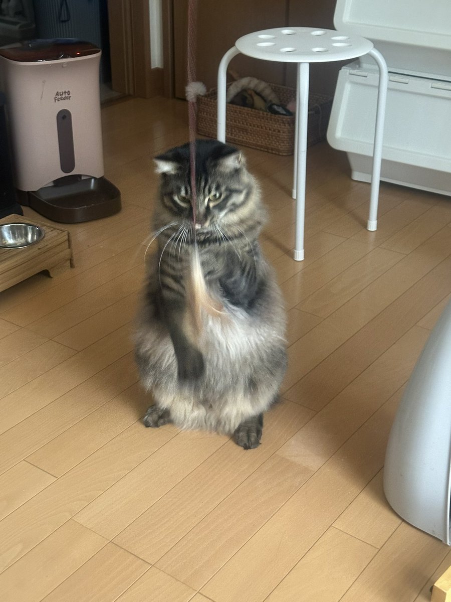 kanade_07's tweet photo. 実家に顔出した
モコモコすぎるだろ https://t.co/idxCttek3j