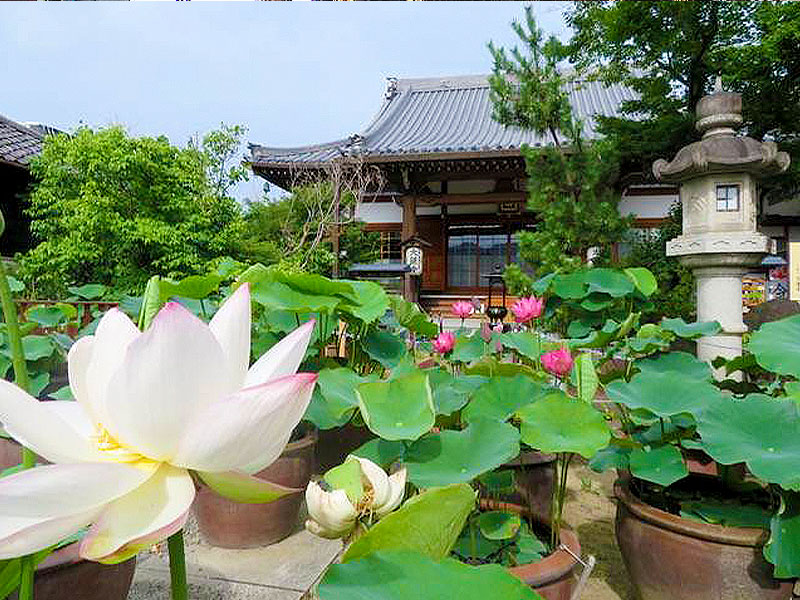 maimai_kyoto's tweet photo. まいまい京都の若様、山科さん。正真正銘のお公家様という異色のガイドさんで、衣紋道山科流の若宗家です。よく「ウチにあった◯◯が」とかさりげなくとんでもないお宝のお話をようしたはります。

そんな山科家、さらに寳光井家、大蓮寺に残る祇園祭ゆかりのお宝の数々を惜しげもなく公開していただき、他では聞けないトークも聞けるという貴重なツアーがありますよー。なんとまだ申込受付中！！ぜひお早めにお申し込みください。

https://t.co/nxcRr7pYaC
