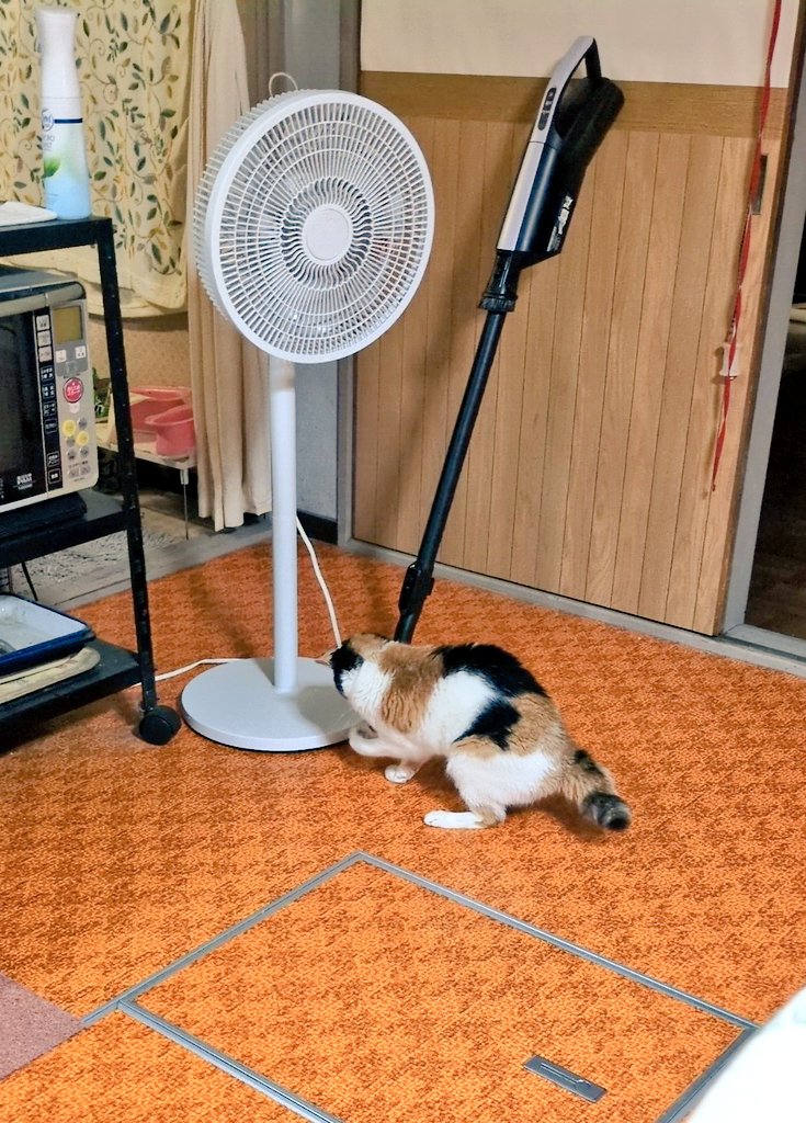 giraffe_h's tweet photo. 華娘々が尻尾をぽんぽんにしながらコンビニのプラスプーンを部屋中にぶん投げ、転がして遊んでいなさる
猫じゃらしでもｽﾝ……となる華さんがこんな食いつくおもちゃがあるとは知らなかったな…… https://t.co/pJBO3o8QLk