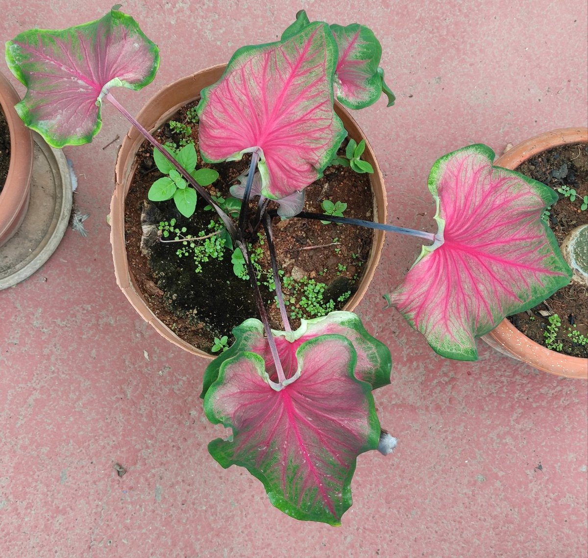 Lifesuccesspath's tweet photo. #plants
#Caladium 🥬 https://t.co/LIBaGQ6WTE