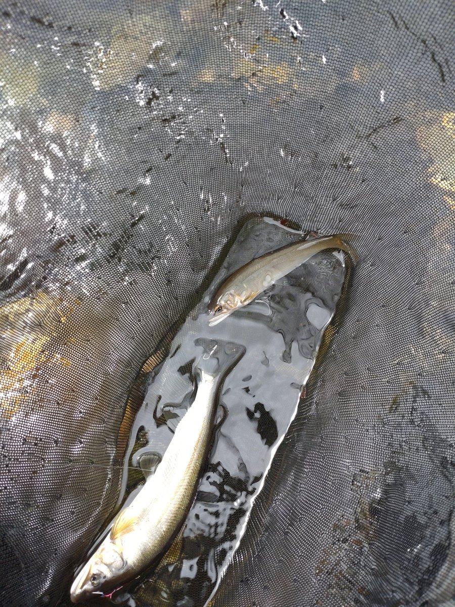magozzzz's tweet photo. 🎣解禁しました🙌
崖下さんありがとう🙏
写真はファーストフィッシュ🐟️小さすぎてビビった😰
#鮎釣り https://t.co/n7e9rTHGFl