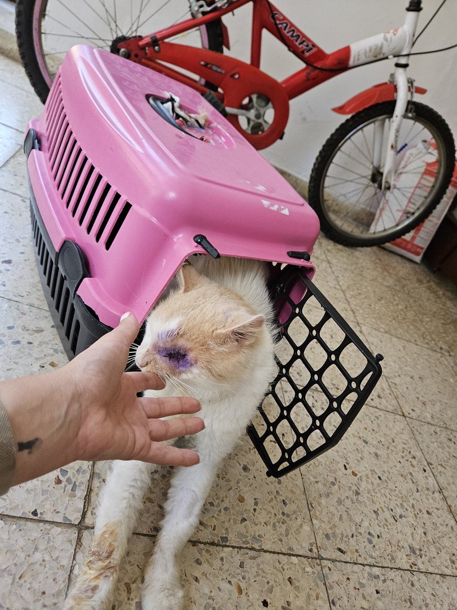 yaasemintheone's tweet photo. Dünyanın en yakışıklı ve en iyi huylu kedisi ama kimse istemedi 💔 sokağa döndü 💔💔 https://t.co/Ta0QZwh5x3