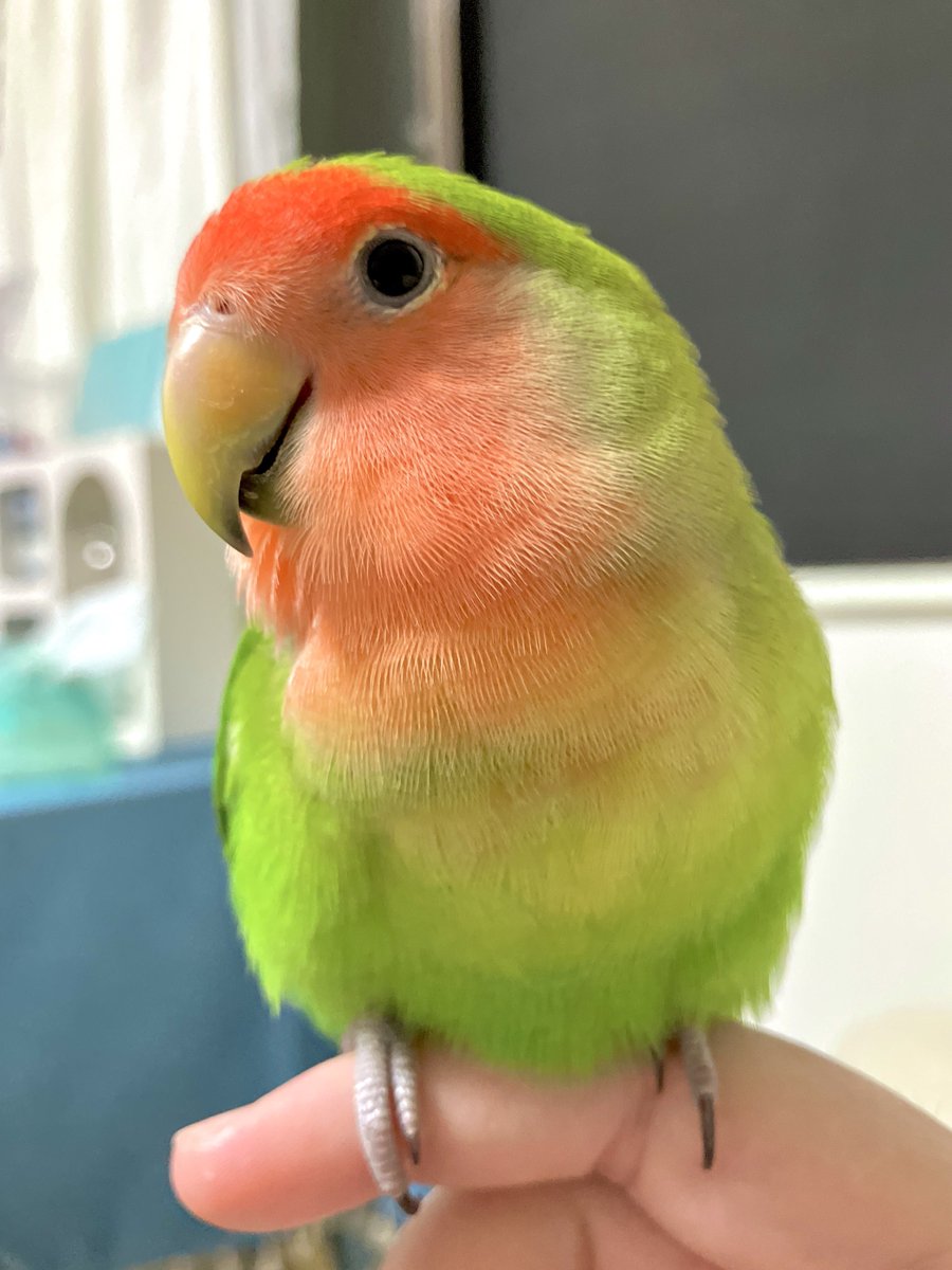 ω-｀)ﾎﾞｰ