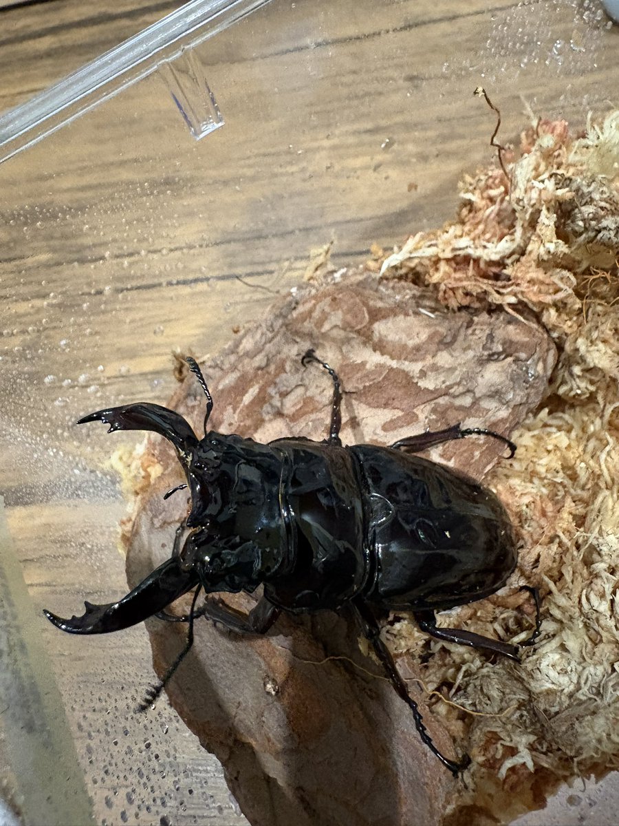 KUWABUN905's tweet photo. レギウスツヤクワガタ
無事羽化してくれました
かっこいい👍
長生きしてください！ https://t.co/NqAiODQ4si