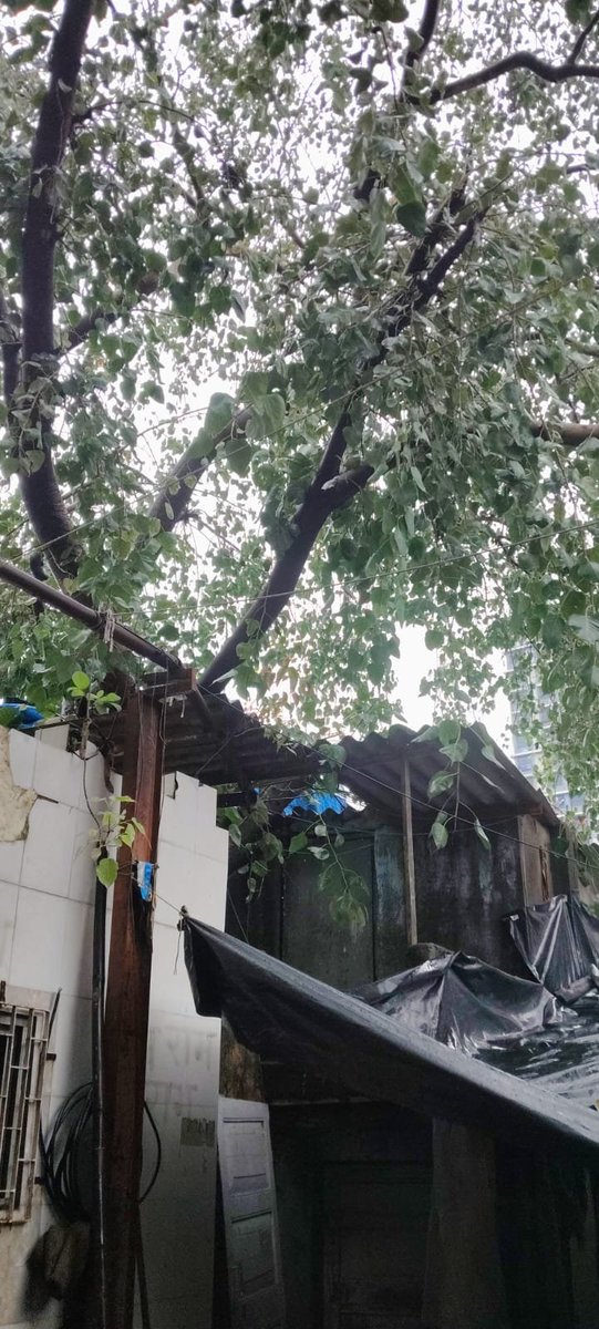 prashantjkokane's tweet photo. प्रभाग क्रमांक २८, जय भवानी चाळ, हनुमान नगर कांदिवली पूर्व येथे झाडांच्या फांद्यांची छाटणी करून मदत करणे, अन्यथा नुकसान होऊ शकते.
संपर्क 9702341165

प्रशांत जयसिंग कोकणे 
(उपविभागप्रमुख)
@mybmcWardRS 
@mybmc 
@CMOMaharashtra https://t.co/Au8g4Ocqzp