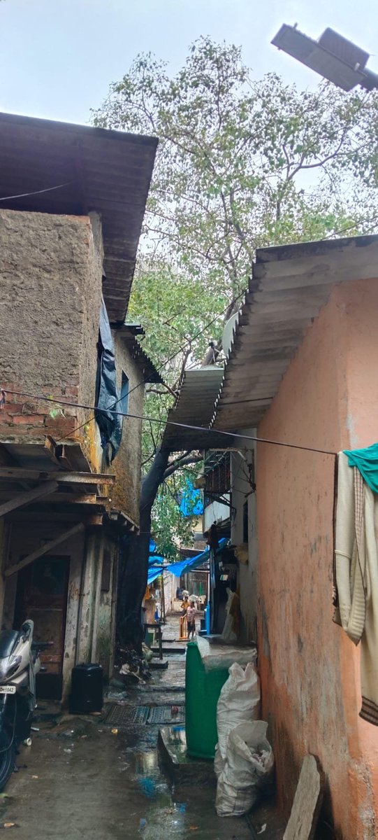 prashantjkokane's tweet photo. प्रभाग क्रमांक २८, जय भवानी चाळ, हनुमान नगर कांदिवली पूर्व येथे झाडांच्या फांद्यांची छाटणी करून मदत करणे, अन्यथा नुकसान होऊ शकते.
संपर्क 9702341165

प्रशांत जयसिंग कोकणे 
(उपविभागप्रमुख)
@mybmcWardRS 
@mybmc 
@CMOMaharashtra https://t.co/Au8g4Ocqzp