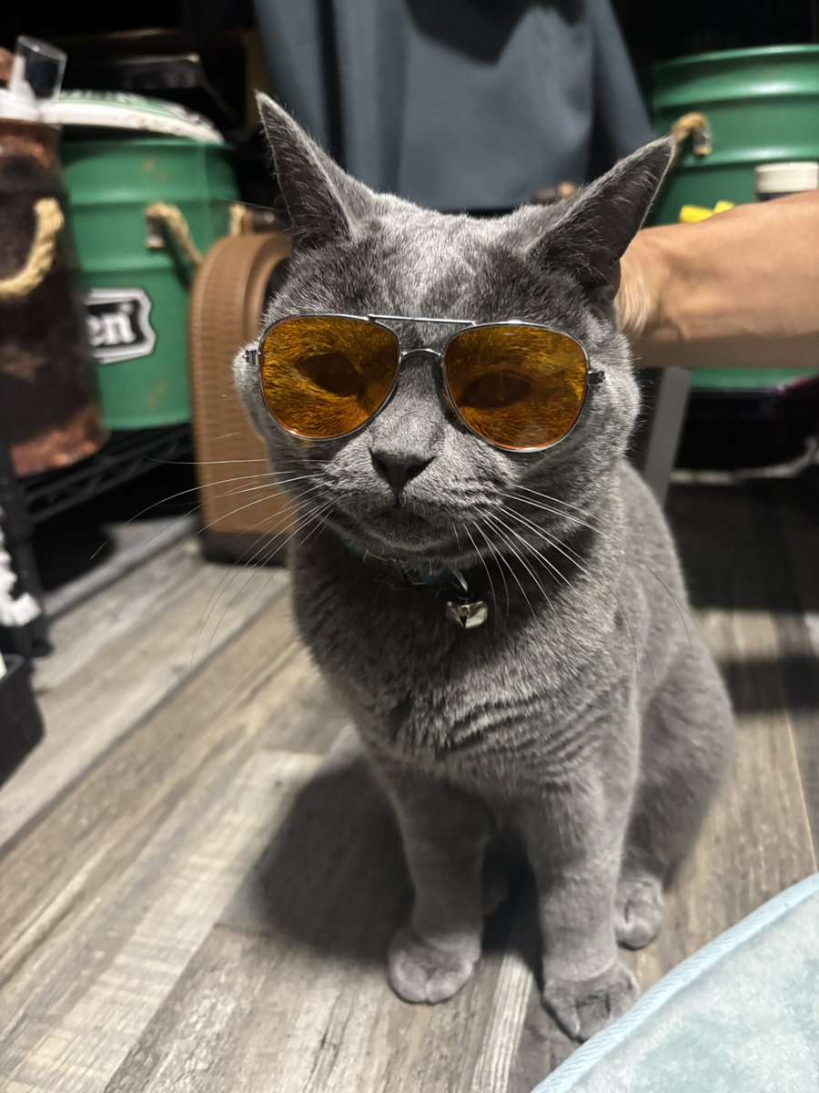 panya_0117's tweet photo. 我が家のイケイケ猫ちゃま https://t.co/M8apK6eOR7