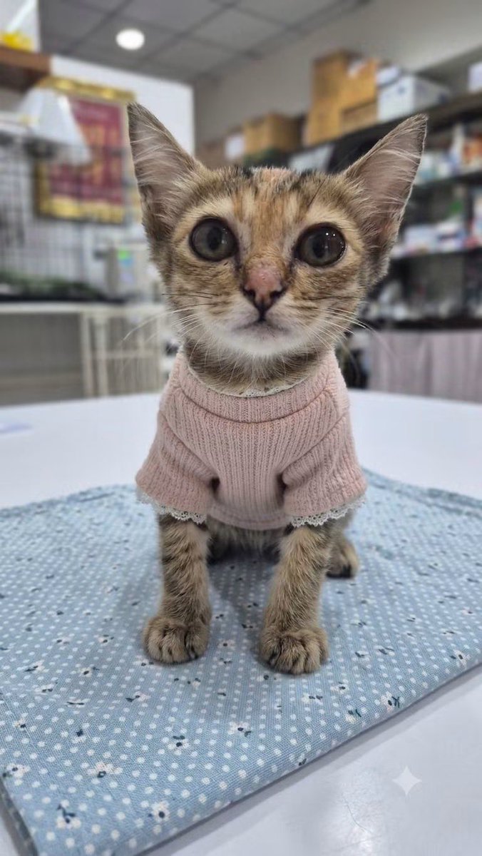 A_Kawin's tweet photo. #แมวหาบ้าน #นนทบุรียินดีส่งฟรี 

🐾 หาบ้านให้น้องใบตาลค่ะ (พิกัด: นนทบุรี ยินดีส่งถึงบ้าน)
​สวัสดีค่ะ พ่อจ๋า แม่จ๋า หนูชื่อ "น้องใบตาล" ค่ะ (เป็นพี่น้องกับส้มสุขนะค้า) ตอนนี้หนูอายุประมาณ 1.5 - 2 เดือนค่ะ
​ขณะนี้หนูได้รับการช่วยเหลือเป็นที่เรียบร้อยแล้วค่ะ ร่างกายสมบูรณ์แข็งแรงปลอดภัย เนื่องจากได้รับการตรวจสุขภาพและดูแลตามขั้นตอนทางการแพทย์อย่างครบถ้วนดังนี้ค่ะ:
​ตรวจสุขภาพและตรวจทางห้องปฏิบัติการ (ตรวจอุจจาระ) เรียบร้อยแล้ว
​ได้รับยาป้องกันเห็บหมัด และยาถ่ายพยาธิเรียบร้อยแล้ว
​ตรวจคัดกรองโรคติดต่อร้ายแรง ทั้งโรคหัดแมว, โรคเอดส์แมว (FIV) และโรคลูคีเมีย (FeLV) ซึ่งผลการตรวจทั้งหมดเป็นลบ (Negative) ไม่พบเชื้อ ปลอดภัยทุกโรคค่ะ 👍
​หนูเป็นแมวร่าเริง มีอุปนิสัยชอบวิ่งเล่น และอยากมีเพื่อนเล่นแล้วค่ะ ในระหว่างนี้หนูจึงอยากขอความเมตตาจาก พ่อจ๋า แม่จ๋า ท่านใดที่มีความพร้อมและมีบ้านระบบปิด 100% ในการอุปการะหนูไปตลอดอายุขัยไหมคะ?
​⚠️ ขอความกรุณางดดราม่าเรื่องคุณแม่และพี่น้องของหนูนะคะ เนื่องจากท้ายที่สุดแล้วสัตว์เลี้ยงทุกตัวก็จำเป็นต้องแยกย้ายเดินทางเพื่อตามหาบ้านที่พร้อมดูแลเช่นเดียวกันค่ะ
​โพสต์นี้หนูมาด้วยความหวัง อยากขอพื้นที่อุ่น ๆ ในหัวใจ ท่านใดสนใจอุปการะหนู สามารถพิมพ์คอมเมนต์ไว้ใต้โพสต์นี้ได้เลยนะค้า เดี๋ยว "แม่แป้ง" จะรีบทำการทักข้อความกลับไปหาค่ะ ยินดีเดินทางไปส่งให้ถึงหน้าบ้านเลยค่ะ! 💖

https://t.co/0ViVkQ9cQc