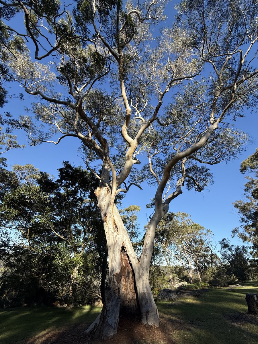 AidaGreenbury's tweet photo. A towering Eucalyptus tree at Mount Colah. https://t.co/O2woUGgObm