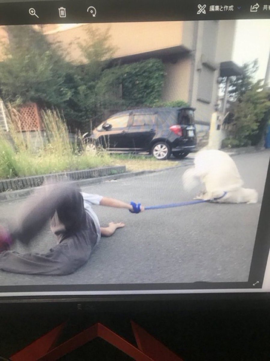 TzMaggot1's tweet photo. 犬のパワーについていけず転ぶ兄と、そのせいで転ぶ犬見て https://t.co/f38hcptvS7