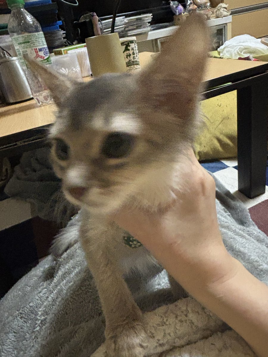 askiti's tweet photo. 頑張って落ち着かせて撮ってみた https://t.co/5oxW2S8kyb