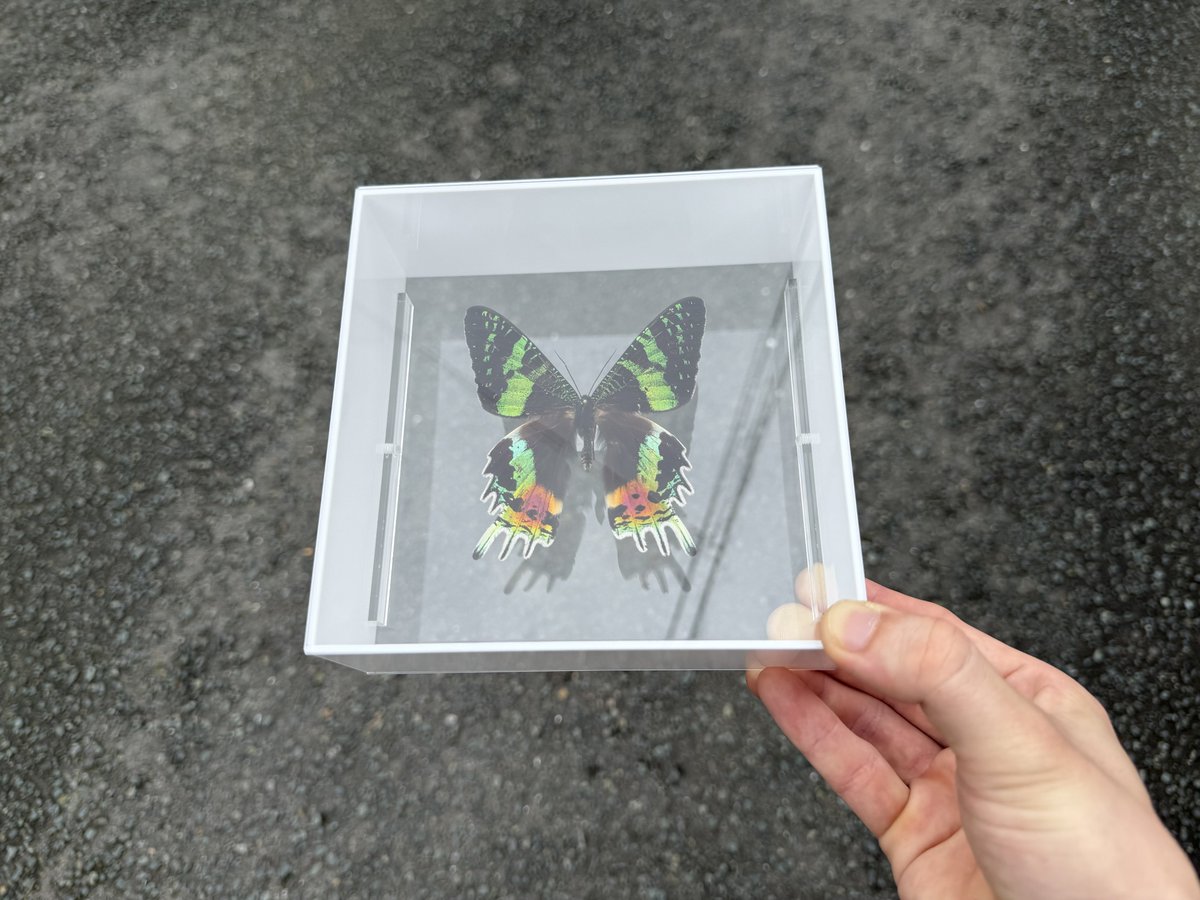 3q7lv's tweet photo. オオニシキツバメガの標本を買いました https://t.co/Zor8Klwb0o