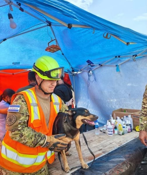 A64029345's tweet photo. Los rescatistas del Salvador rescataron a esta perrita entre los escombros, la adoptaron, se la llevaron a su país y le pusieron GUAIRA 📷📷📷 Publicacion de Melvin desde la Guaira https://t.co/qSSwhX9Klx