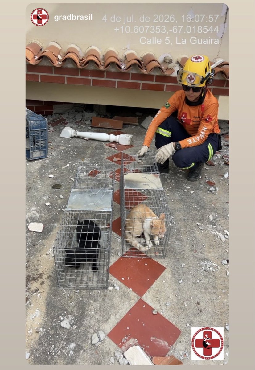 Anaglopezz's tweet photo. Gatos encontrados en la guaira que necesitan difusión para encontrar a sus dueños 🙏 por favor compartir https://t.co/kpmyujV2Lj