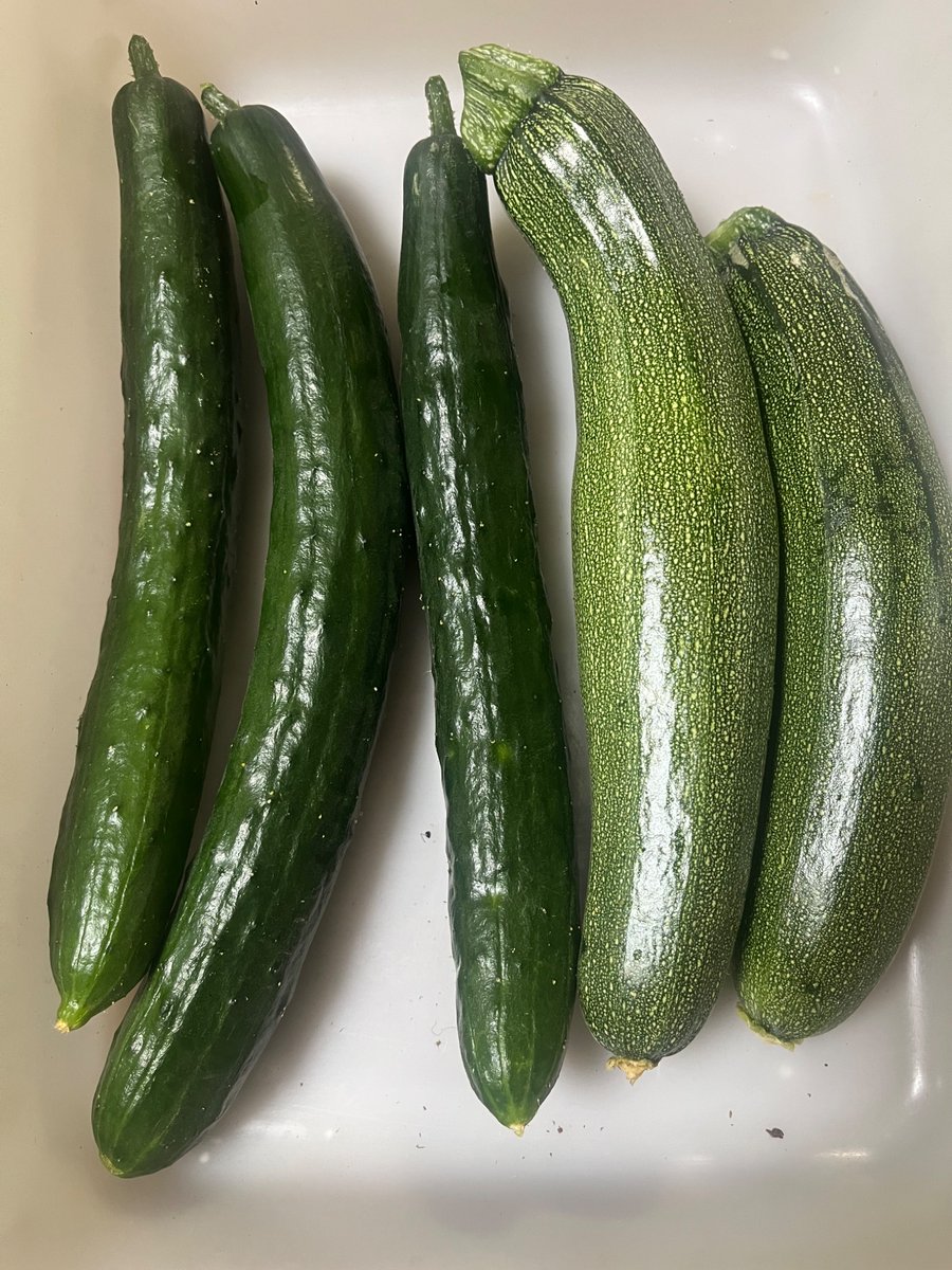 uma1208's tweet photo. やっと夏野菜が充実し始めた。
ナスに穴あるんだけど、オオタバコガの幼虫は見当たらなくてテントウムシダマシかカタツムリなのかなー

 #家庭菜園 https://t.co/fAYf9Vl3Jh