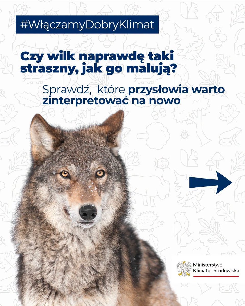 annabrylka's tweet photo. Oficjalna strona Ministerstwa Klimatu🤦‍♀️
Pozostaje czekać aż osoba ministerialna @hennigkloska  rozpocznie wojnę z Janem Brzechwą - który stygmatyzował dziki jakoby były dzikie, złe i miały ostre kły! https://t.co/JYbBfajLJB