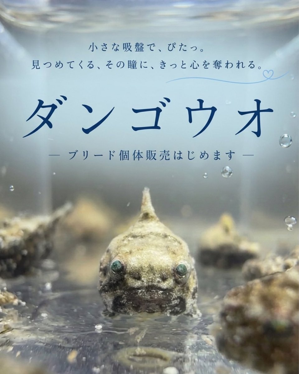 dangomusume1's tweet photo. ついにダンゴウオのオンライン販売
始めました！
特別価格でご提供です！
Instagramで先行販売したところ、すぐ
売り切れが出たので今日21時に少しだけ販売復活します。
これからよろしくお願いします🙇‍♀️

https://t.co/6mqVznSmdU https://t.co/nDZrn4H4ao