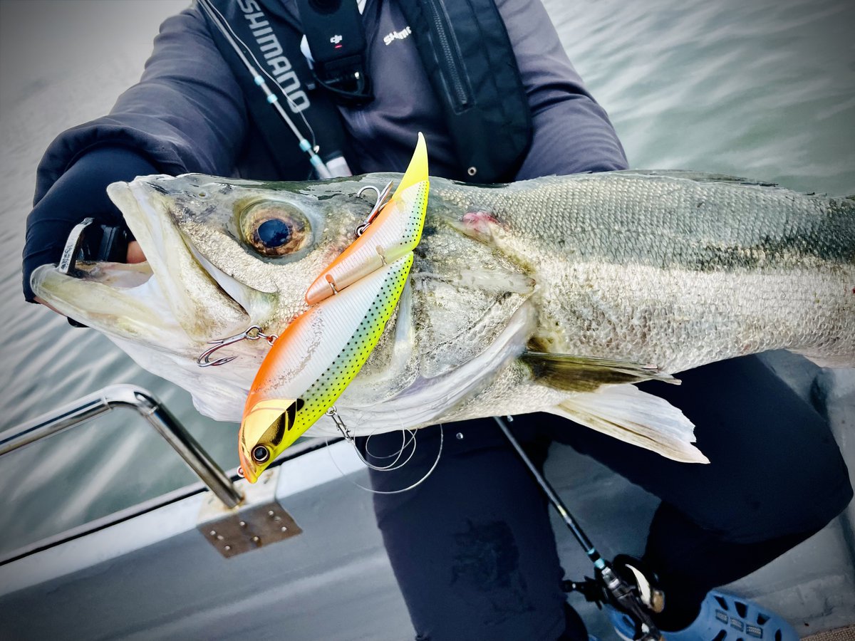 yuuufishing's tweet photo. 久々ビッグベイトシーバス！
ナイスランカー🙌 https://t.co/LGq4bRxe26