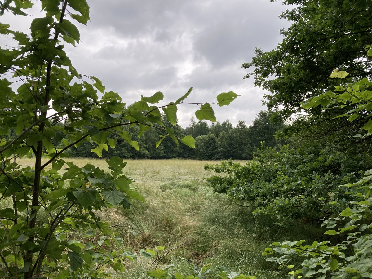 MachuraJerzy's tweet photo. #LIPIEC
Śródleśne łąki nawet w deszczu mają swój urok 🌧️ 🌳 🌳🌿🍀🌳🌳 🌧️ 😃
#NaturePhotography @MeteoprognozaPL #las #drzewa #forest #Śląsk
📷/my/ https://t.co/4uQOiArUSQ