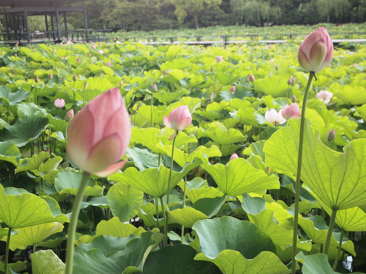 michann2011's tweet photo. 万博記念公園　日本庭園 https://t.co/ijIdfBexzX