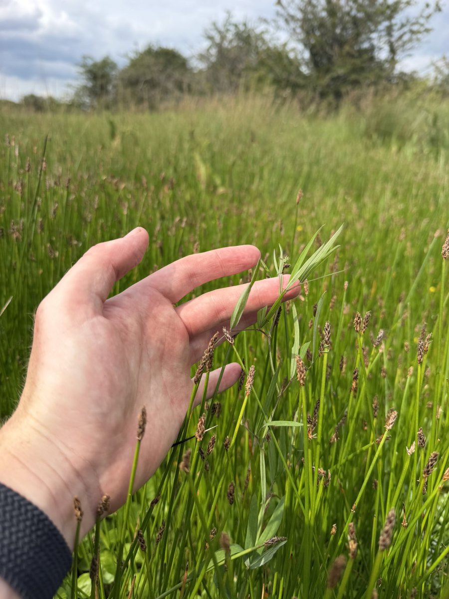 joshual951's tweet photo. Just look at this gorgeous lil marsh pea, (Lathyrus palustris), growing in a dune slack!

A nationally rare plant of calcareous fens - a habitat that’s been almost entirely lost across Britain. Here, it’s still clinging on 🌱❤️ https://t.co/YOSTWSizzo