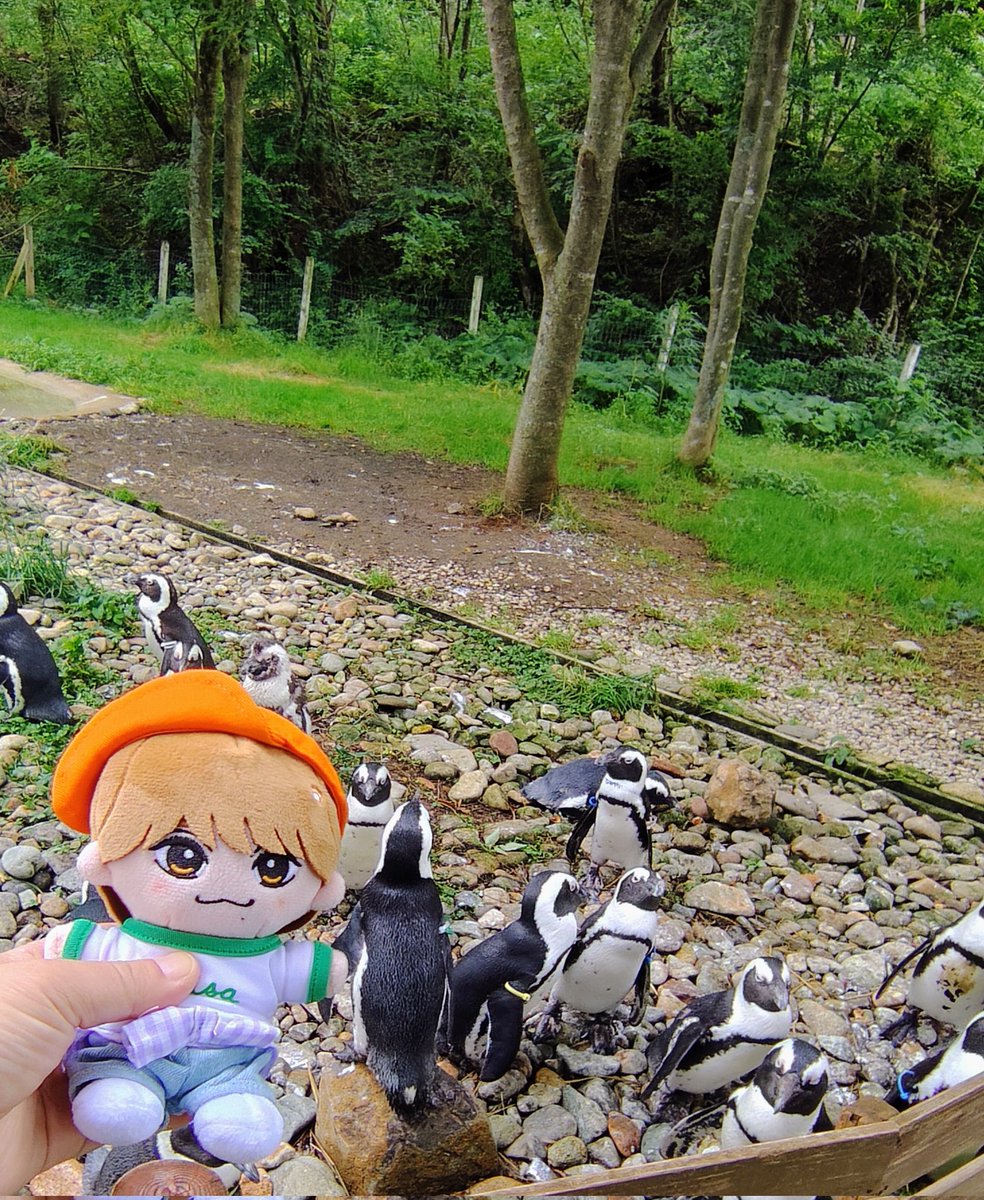 mona_machu's tweet photo. いっぱい見て来たねぇ〜🐧🦝
#松倉海斗
#那須どうぶつ王国 https://t.co/v5RnSuJBQw