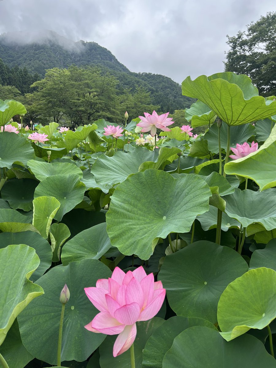 dern_te's tweet photo. 蓮の花　群生
実に130種の蓮
人の背丈より高い蓮もありました🪷 https://t.co/xTkzJees6y