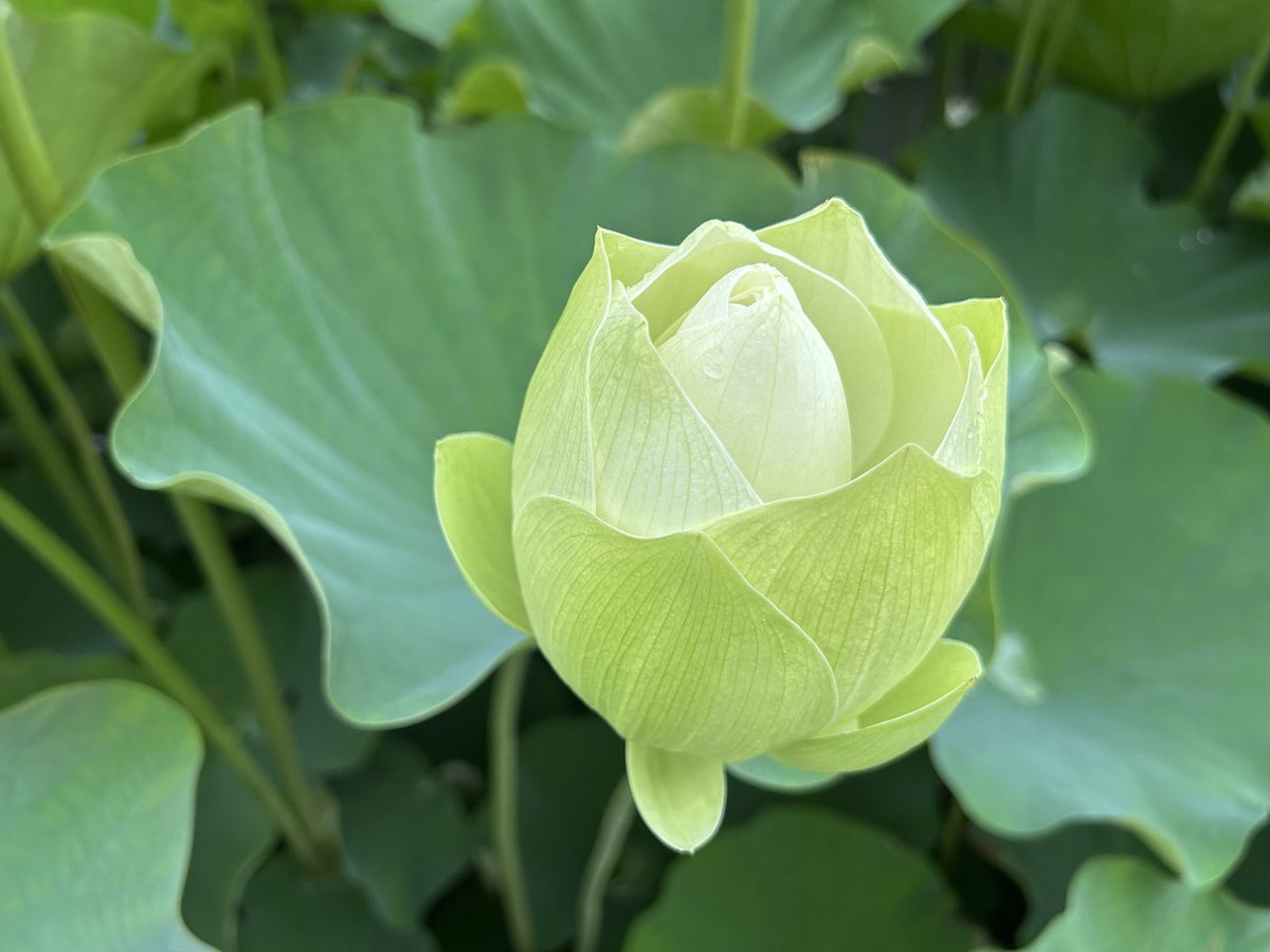 dern_te's tweet photo. 蓮の花　群生
実に130種の蓮
人の背丈より高い蓮もありました🪷 https://t.co/xTkzJees6y