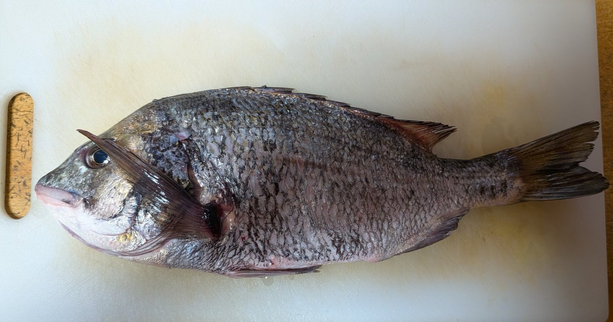 setokiyo's tweet photo. ぱぱんの久々素敵な釣果🌊🐟
塩焼きにして美味しくいただきました✨😋✨
ちなみにままん宅にはアコウ２匹をお届けしております。 https://t.co/xeA8maaxbv