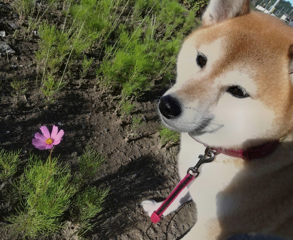 gorkemkvlkk's tweet photo. そろそろ呪術のアートコースター開封したいな😌
（実はまだしてなかった） https://t.co/Gtj0HqIyKG