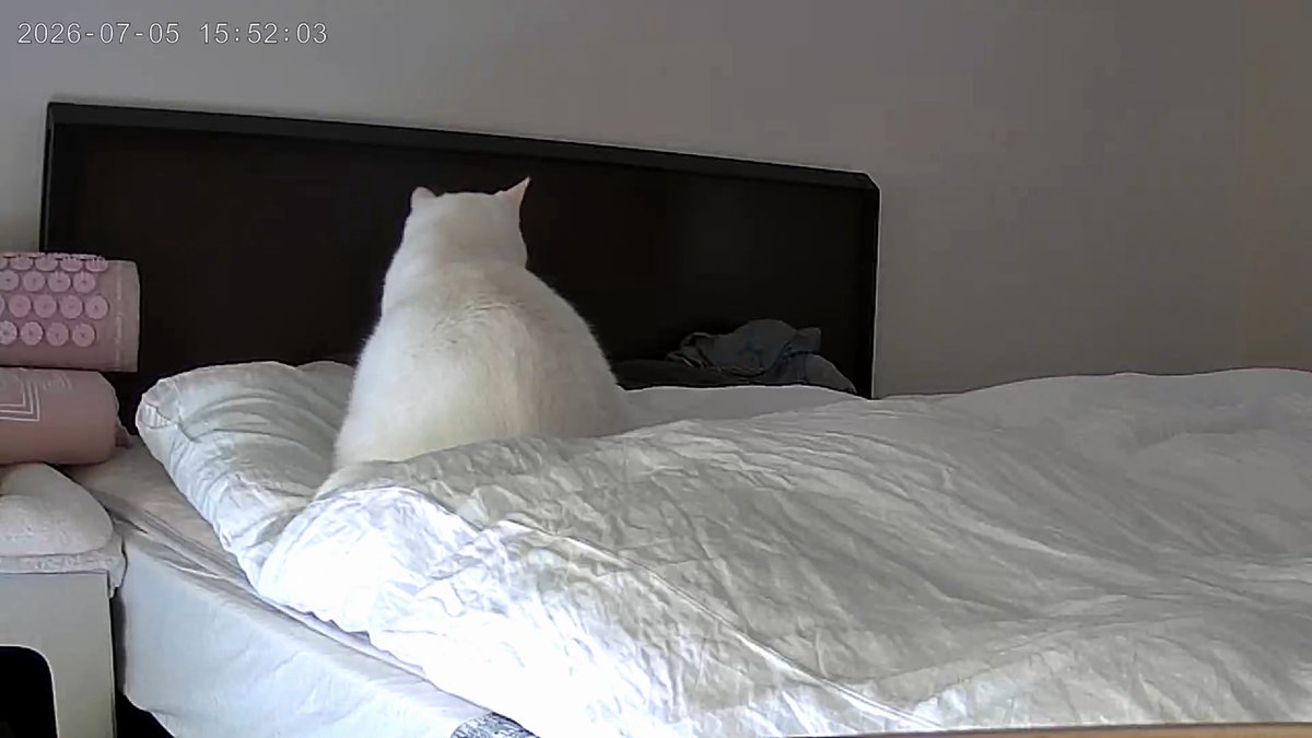 eaisung's tweet photo. お留守番中の猫の様子。食べる以外は私のベッドでゴロゴロ。カリカリマシーンからのカメラにはなんか黒いのが落ちてるのが写ってるけどもしや…💩？ https://t.co/3A9Qo5N0ih