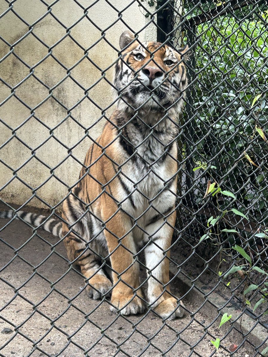 chun_299's tweet photo. 首長いねテンテン🧡

2026.7.5
#安佐動物公園 #asazoo #アムールトラ #テン https://t.co/irqZIFMXsu