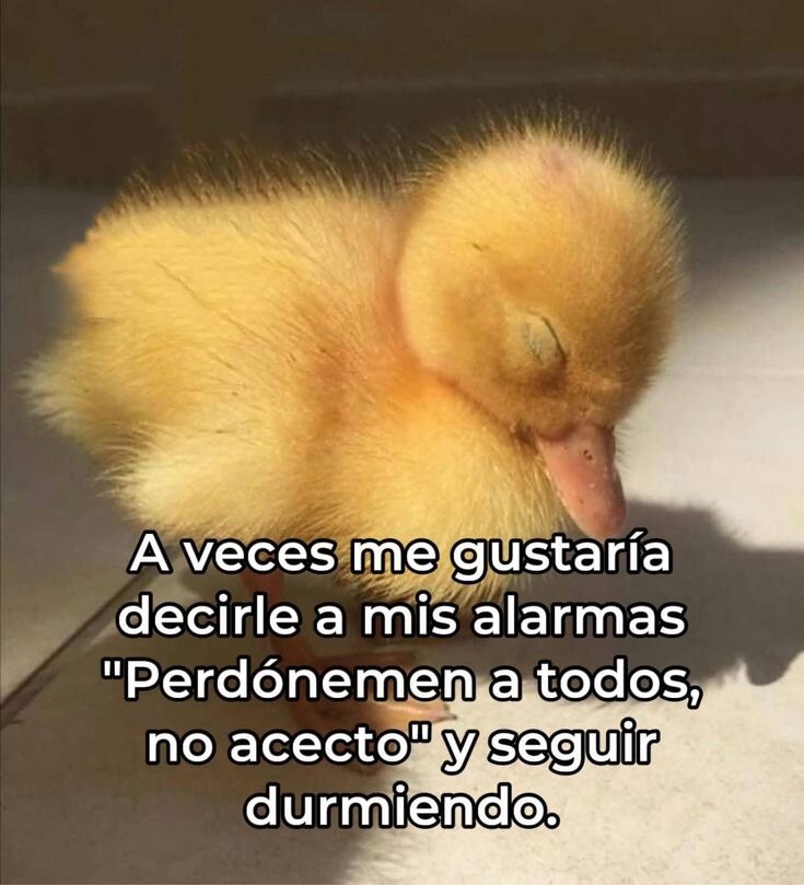 ANIMALITOSSANA's tweet photo. https://t.co/PO8FMqTqLP