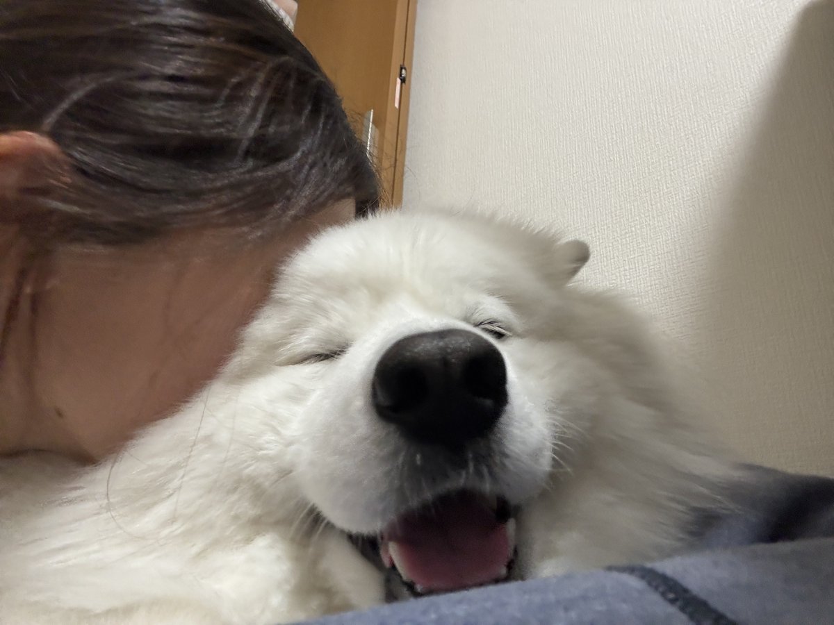Samoyed_ELLE's tweet photo. 犬吸い。ちょっと嬉しそう？笑 https://t.co/SEcgfSE4zg