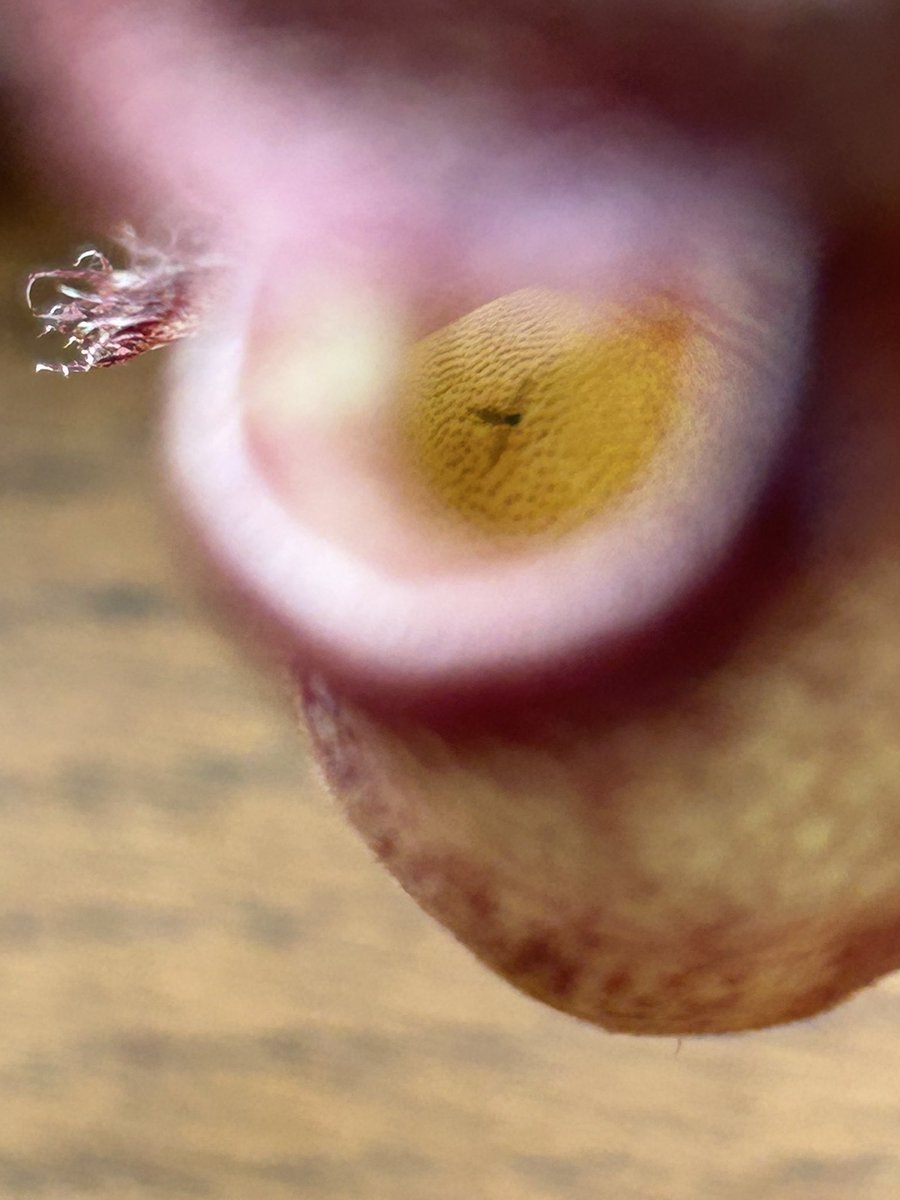 HechimaY's tweet photo. ウツボカズラの捕虫袋にいつの間にか羽虫？が入ってた。
家の中なのに虫を捕まえられて偉い👏 https://t.co/1ScB9SeL42