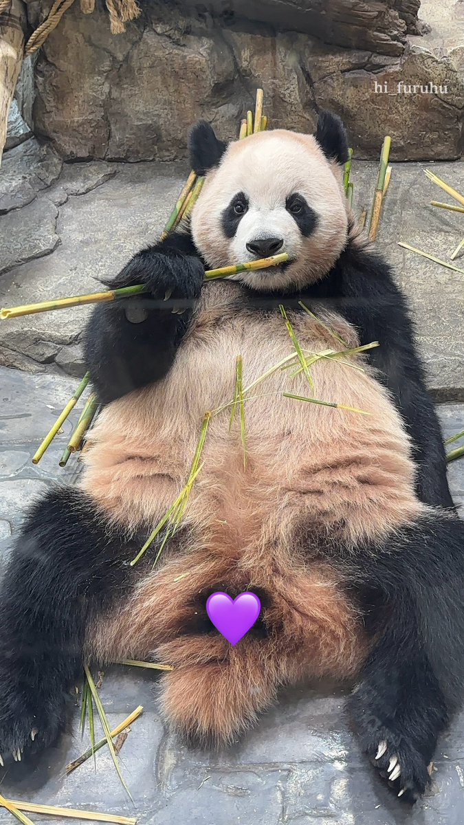 hi_furuhu's tweet photo. 260704 쩍벌 루이 😅
곰쥬님 너무 얼큰해 ㅋㅋㅋㅋㅋ
#루이바오 #RuiBao #睿宝 https://t.co/2DIkyZhvaY