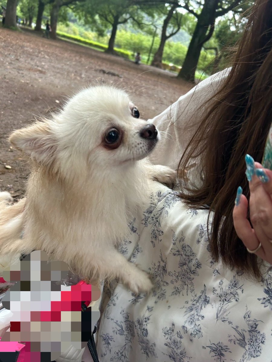 usa01095591's tweet photo. お友達の家のワンコと遊んできた🐶
かわいー🥹🤍
そしてカメラロールが白いふわふわで埋め尽くされた🤍 https://t.co/XdD9Hgfa4o