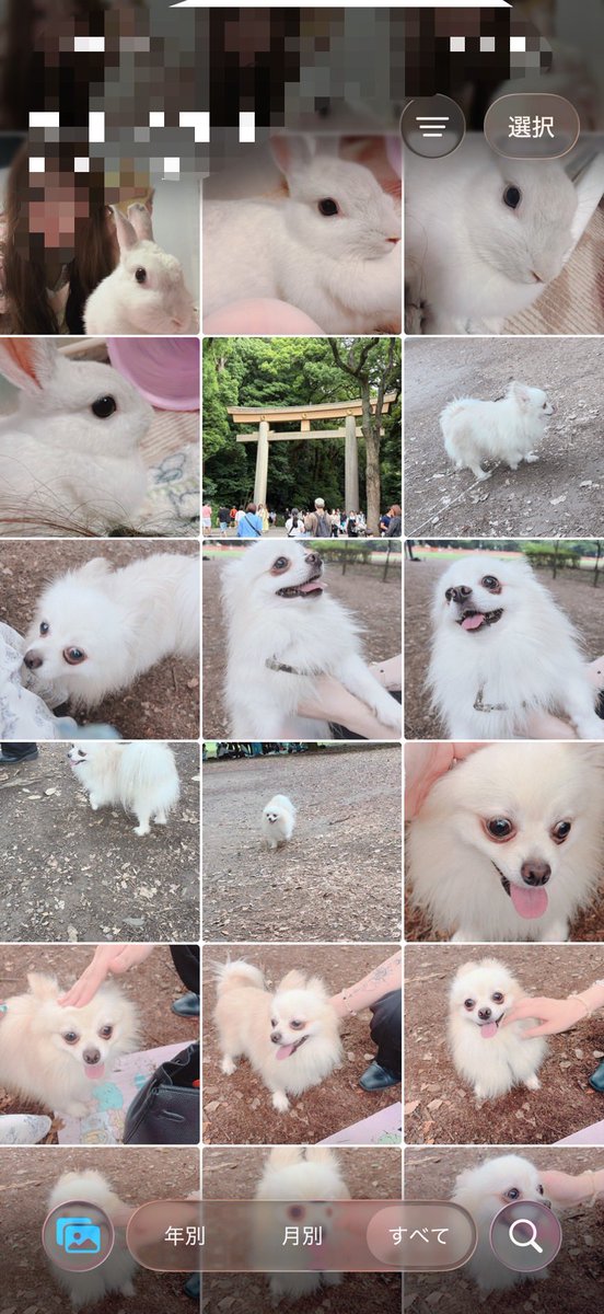usa01095591's tweet photo. お友達の家のワンコと遊んできた🐶
かわいー🥹🤍
そしてカメラロールが白いふわふわで埋め尽くされた🤍 https://t.co/XdD9Hgfa4o