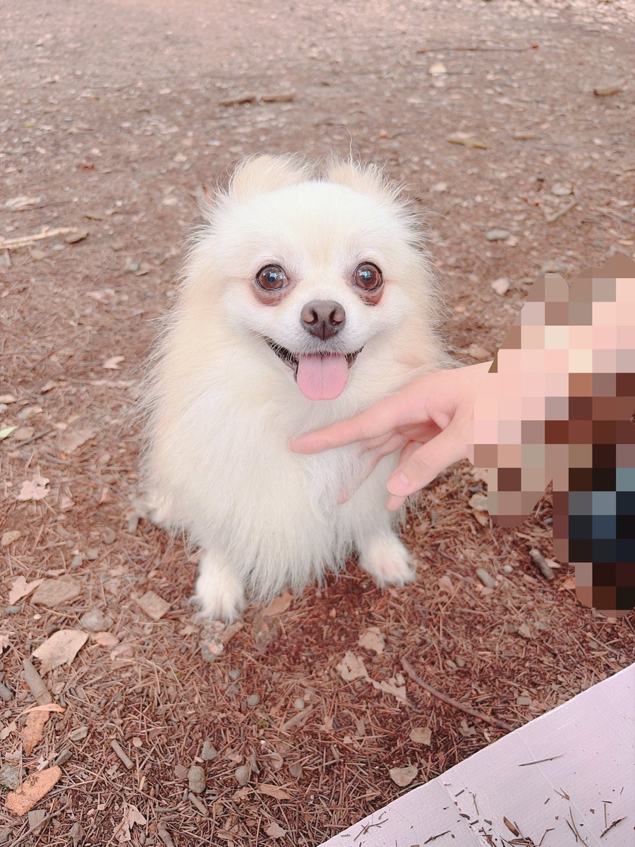 usa01095591's tweet photo. お友達の家のワンコと遊んできた🐶
かわいー🥹🤍
そしてカメラロールが白いふわふわで埋め尽くされた🤍 https://t.co/XdD9Hgfa4o