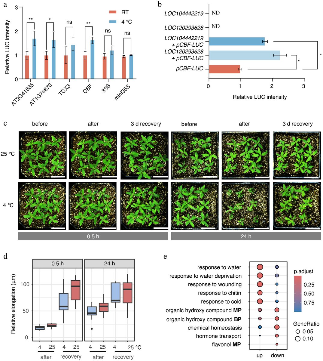 ForestryRes's tweet photo. #ForestryRes #ColdStress #Eucalyptus
ATAC-seq and RNA-seq reveal rapid chromatin remodeling within 0.5h of cold stress in eucalyptus shoot apices.
@MaximumAcademic @Forestry_UK @RelayJFR
Detail: https://t.co/eHzgGM6tkc https://t.co/NEojLAPlAA