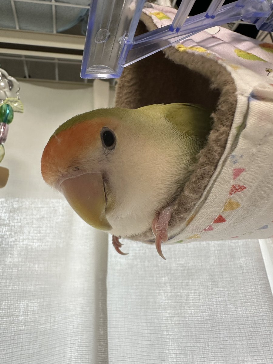 インコ