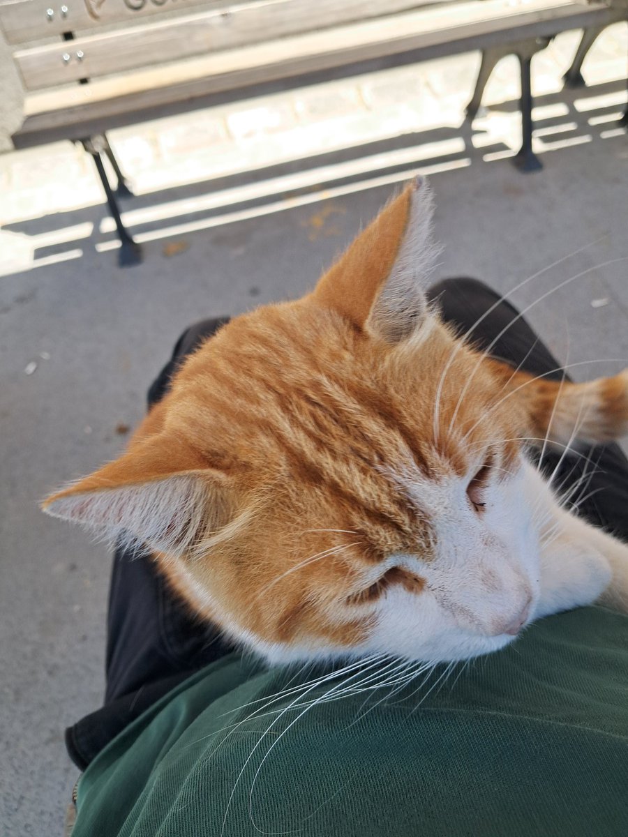 murphyamoo's tweet photo. Geldi yattı benim gitmem lazım ama https://t.co/Wi8lvsj8Qg