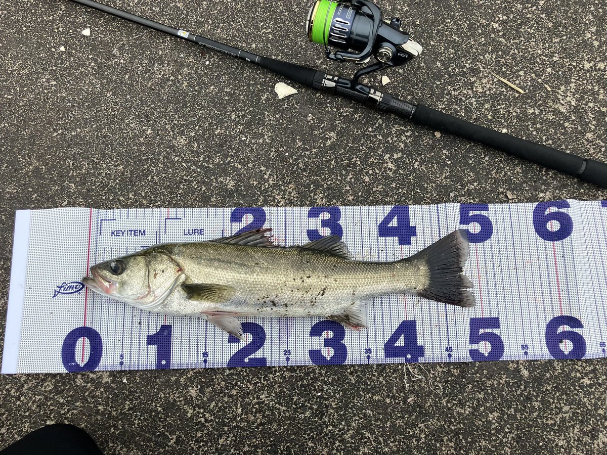tk_5150's tweet photo. 今日は1キャッチ、1バラシ、1ダツ！シーバスのサイズは49センチ🥹
サイズはないけど、昨日と同じでいい流れとヨレができててここって所で食ってきてサイコーだった！ https://t.co/0wWUus7a3m