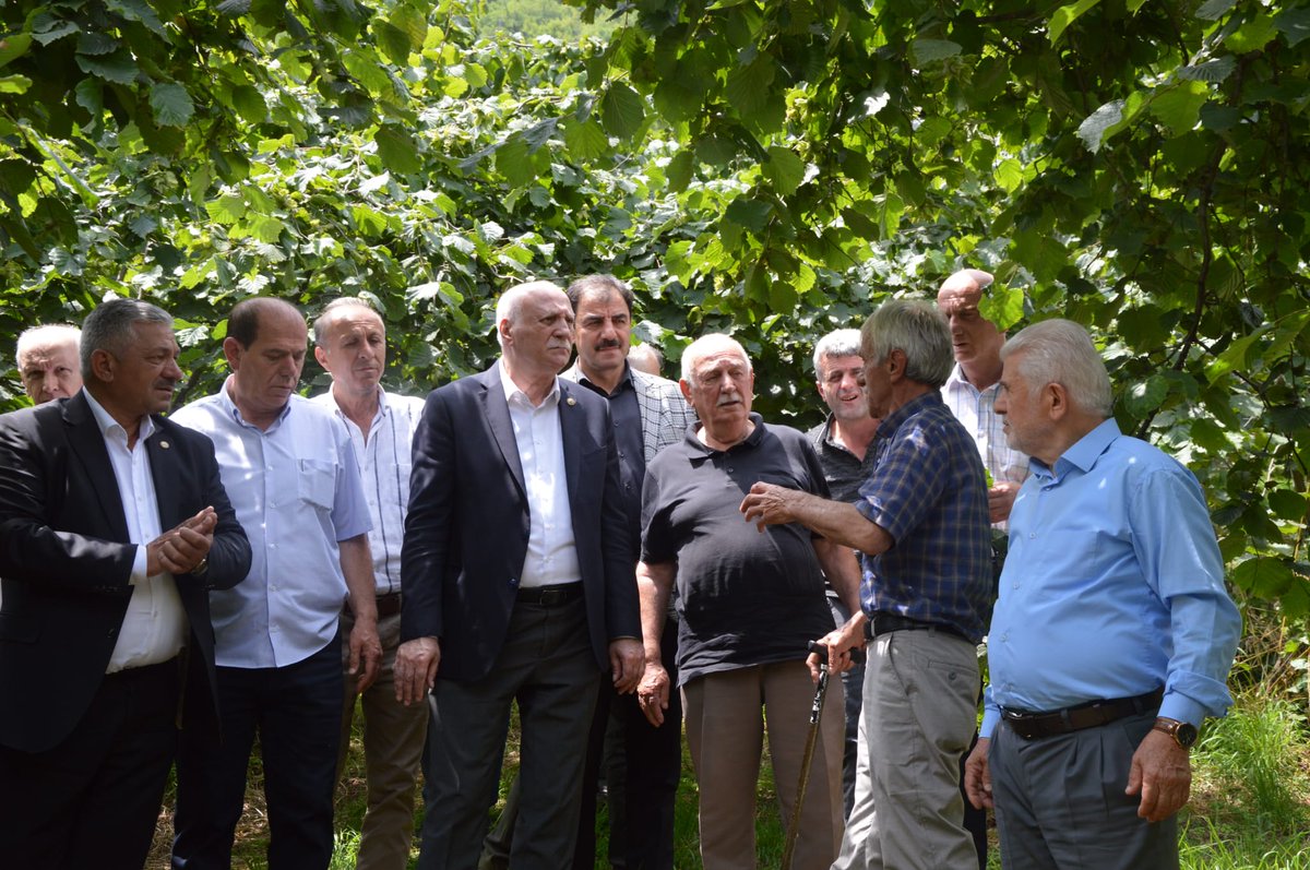 semsibayraktar's tweet photo. Trabzon'un Düzköy ilçesine bağlı Aykut Mahallesi'nde fındık bahçelerinde incelemelerde bulundum. Üreticilerimizden fındığın gelişim durumu, bu sezonki verim beklentisi ve sahada karşılaştıkları sorunlara ilişkin bilgi aldım. https://t.co/8Pg8h6yNH9
