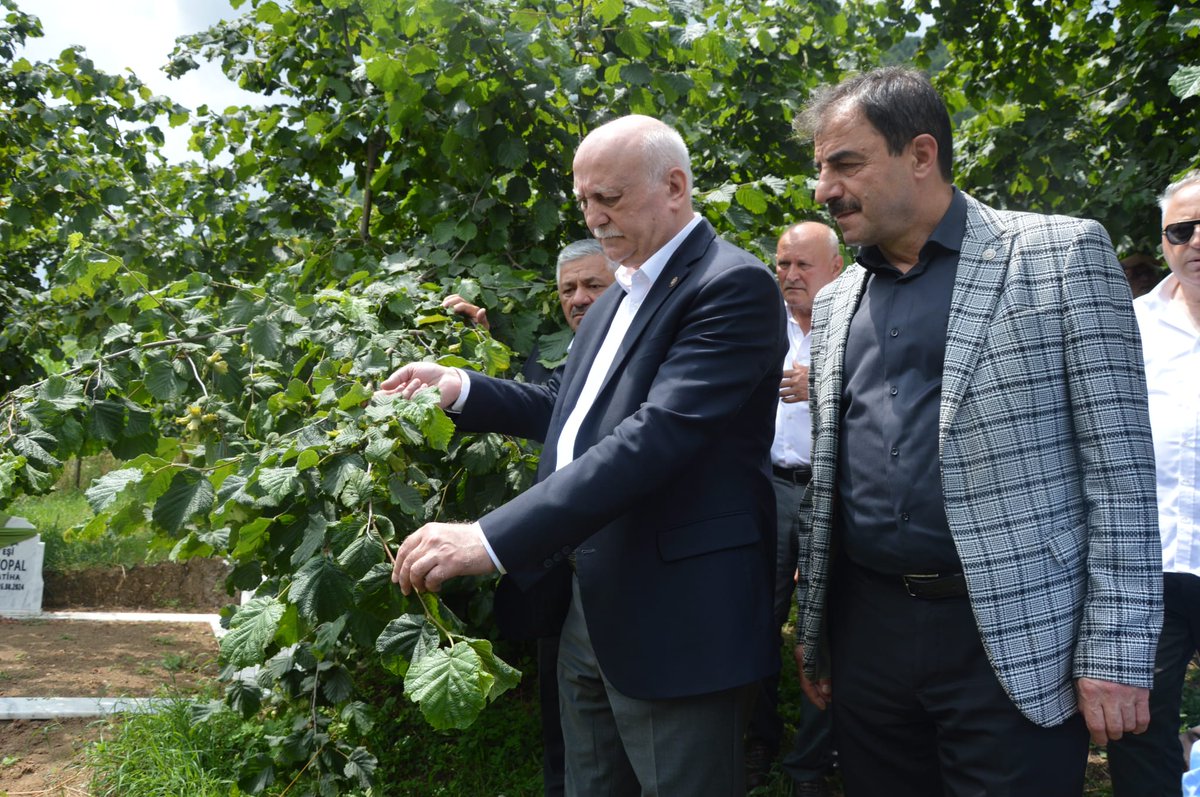 semsibayraktar's tweet photo. Trabzon'un Düzköy ilçesine bağlı Aykut Mahallesi'nde fındık bahçelerinde incelemelerde bulundum. Üreticilerimizden fındığın gelişim durumu, bu sezonki verim beklentisi ve sahada karşılaştıkları sorunlara ilişkin bilgi aldım. https://t.co/8Pg8h6yNH9