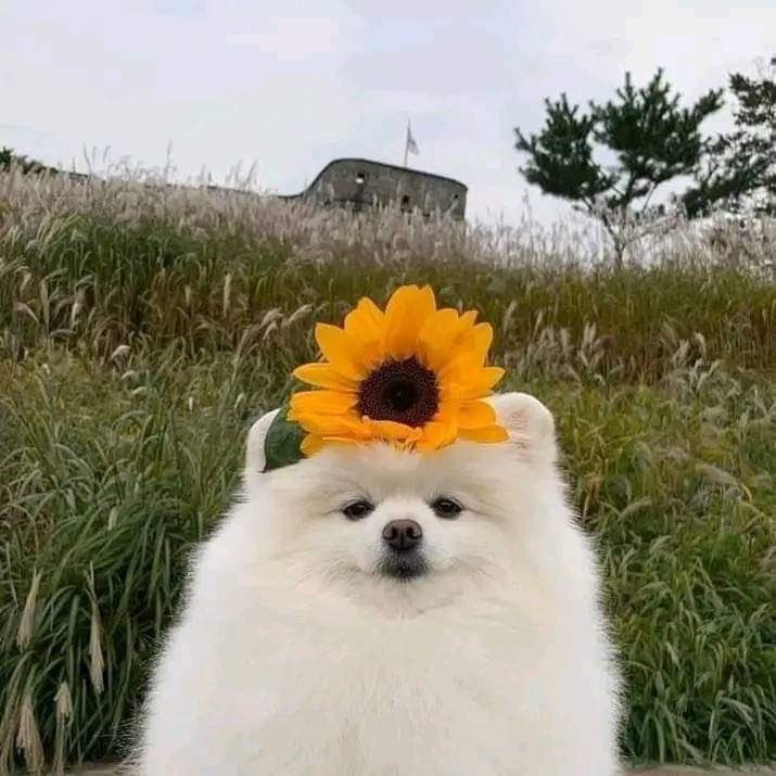 lunecrumbss's tweet photo. cuteness overload😍 https://t.co/DeZodwhugf