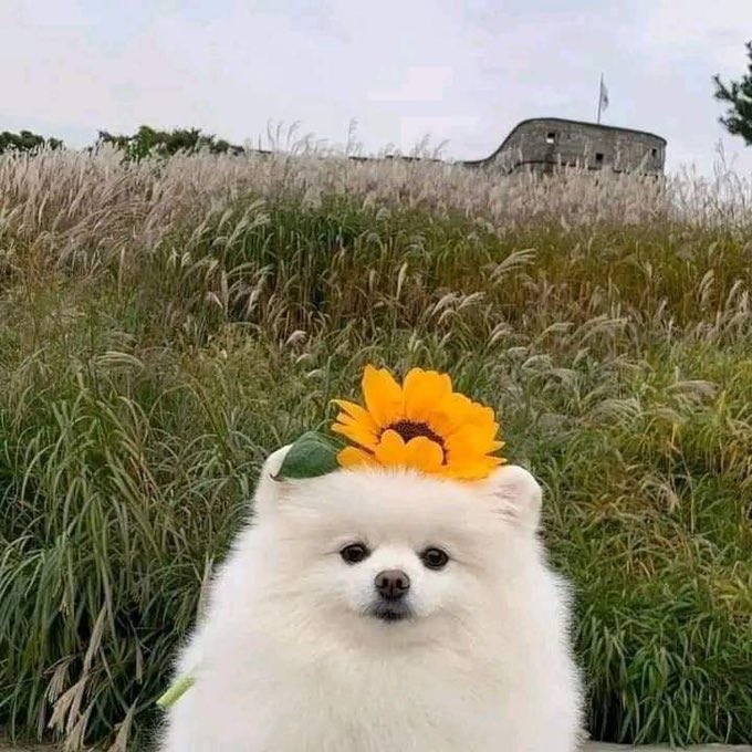 lunecrumbss's tweet photo. cuteness overload😍 https://t.co/DeZodwhugf