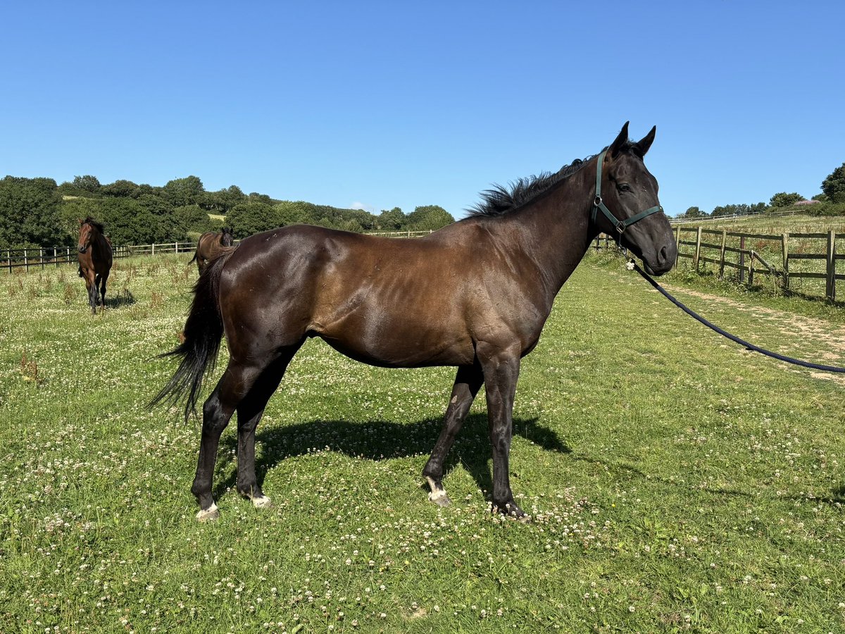 ch3sterwilliams's tweet photo. With a peak rating of 144 and the versatility to excel over both hurdles and fences, The Four Sixes looks a hugely exciting prospect for the upcoming jumps season.

A fantastic opportunity to get involved, with shares available now through @CrestRacing1. https://t.co/fIR9lh41AR