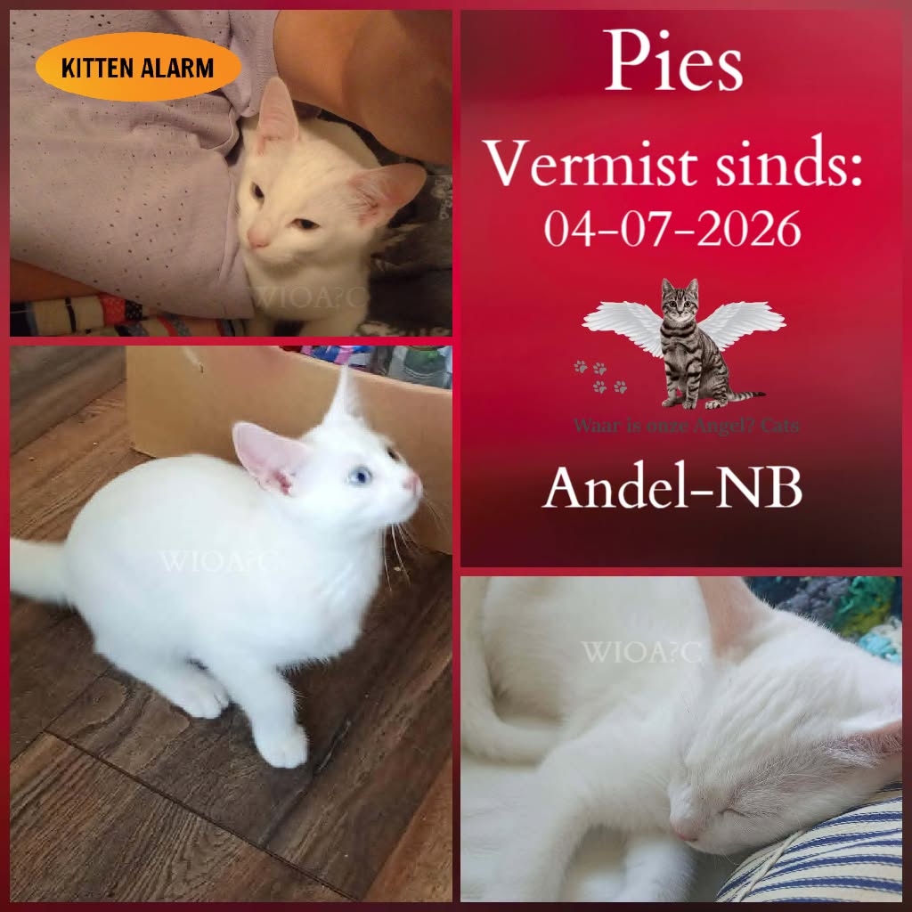 waarisonzeangel's tweet photo. Pies / Poes #Vermist sinds 04-07-2026 te #Andel #NoordBrabant 

https://t.co/Ujg5dIRSgy https://t.co/AOpRA430zm