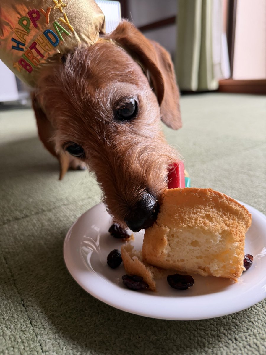 anmi_klj's tweet photo. 🎉Happy Birthday Lupin🥰
#dog #dachs #dachshund #miniaturedachshund #wiredachshund #犬バカ部 #短足部 #ミニチュアダックス #ダックスフント #ワイヤーダックス #ミニチュアダックスワイヤー #ワイヤーダックスを愛する会 #モヒカン犬 #いぬのきもち https://t.co/o1tfC1cNs7